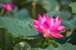 lotus