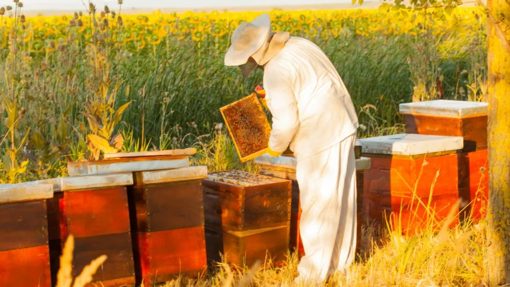Apicultor trabajando con varios paneles de abejas en el campo.