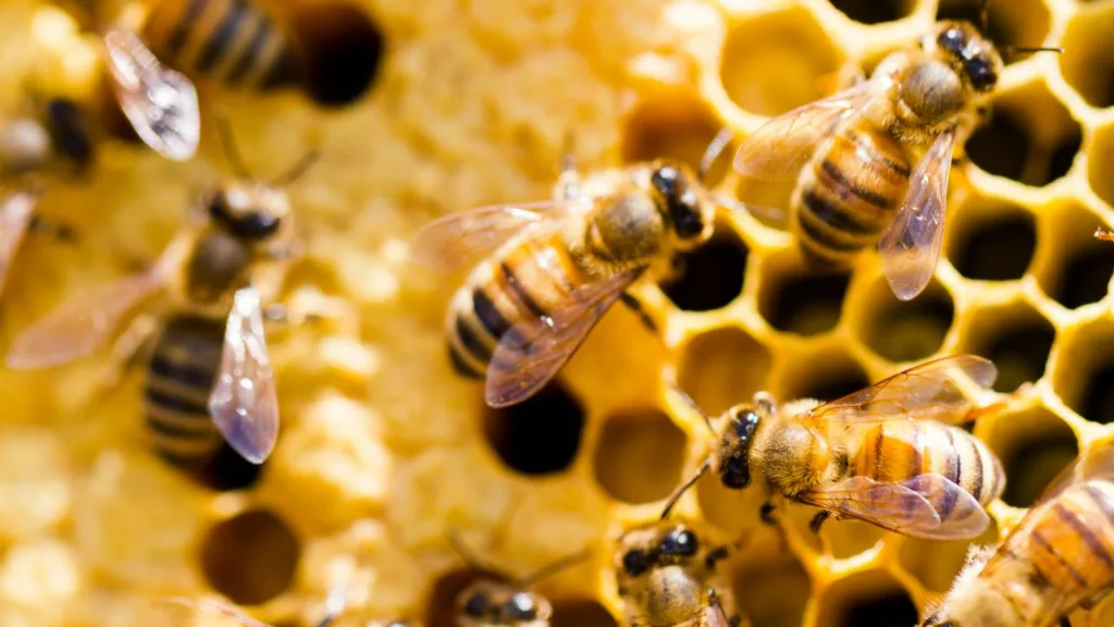 Panel de abeja la miel se extrae por el apicultor.