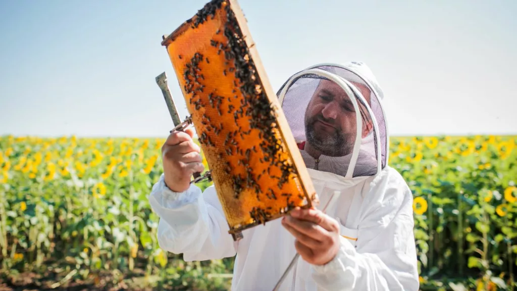 Apicultor agarrando un panel de abeja con un traje especial.