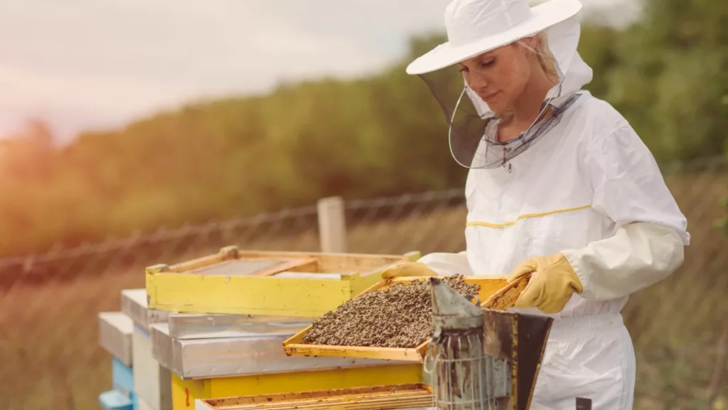 Mujer apicultora extrayendo la miel de un panal de abejas.