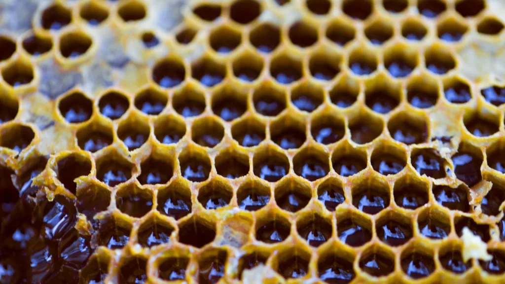 Panal de abejas lleno de miel.