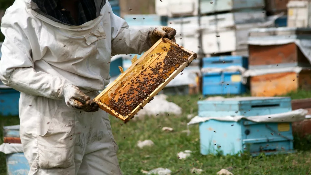 Apicultor sostiene un panal de abejas para extraer la miel que se va a consumir.