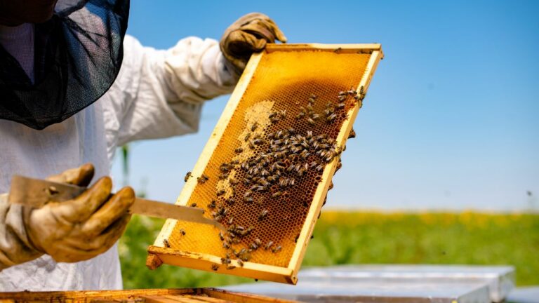 Apicultor con un panel de abejas, sacando la miel para luego comercializarlo.