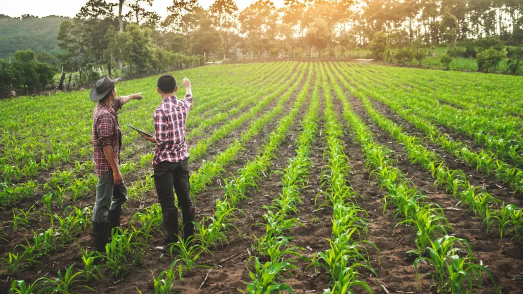 Agricultores observando y evaluando el terreno de cultivos que tienen en el campo.