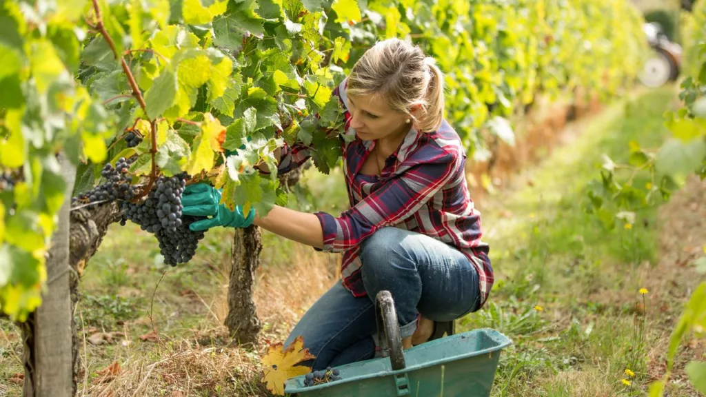 Agricultora recoge las cosechas de uvas.