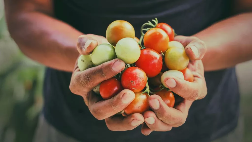 Agricultor sosteniendo muchos tomates en sus manos, por la cosecha.
