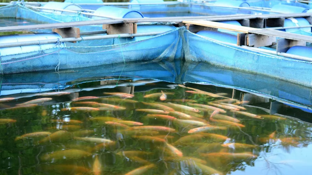 Tanque donde el acuicultor cria peces para consumo humano.