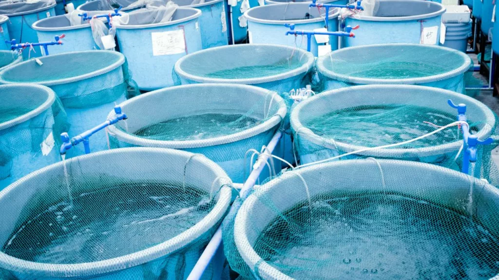 Tanques que usan los acuicultores, de color azul para cría de peces