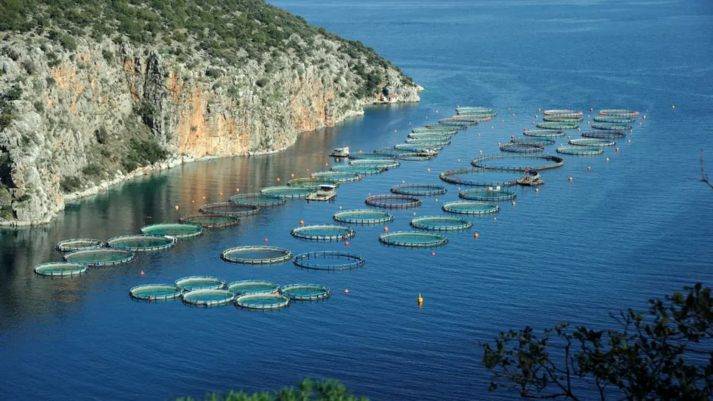 Granja para cría de peces en el mar, donde se producen mariscos para consumo humano. El acuicultor es quién utiliza estas instalaciones.
