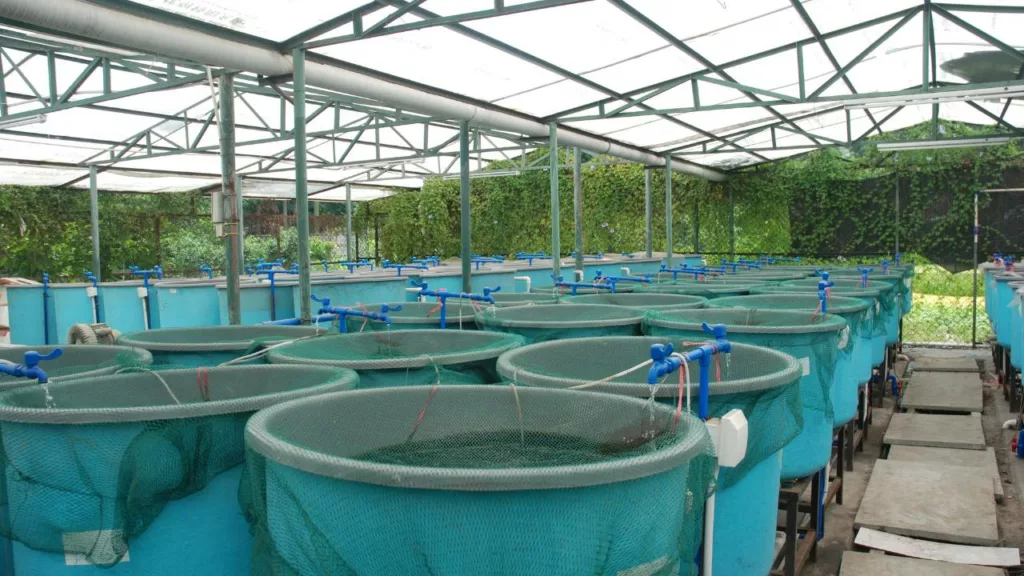 Diversos tanques de criadores de peces, donde los acuicultores trabajan.