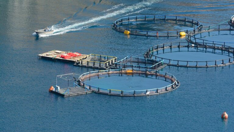 Estanques criadores de peces en el mar, donde un acuicultor en bote les da mantenimiento.